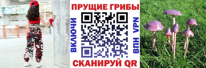 Галлюциногенные грибы Psilocybine cubensis Георгиевск